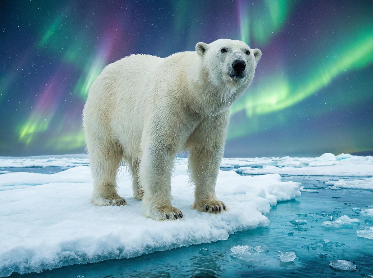 抖阴北极熊保护视频